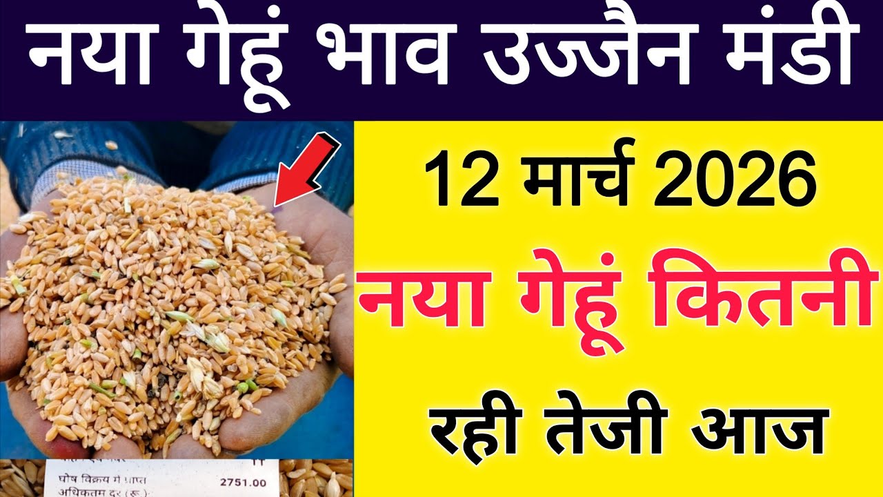 नया गेहुं भाव 12 मार्च 2026 : gehu bhav ujjain Mandi : gehu live bhav ujjain Mandi