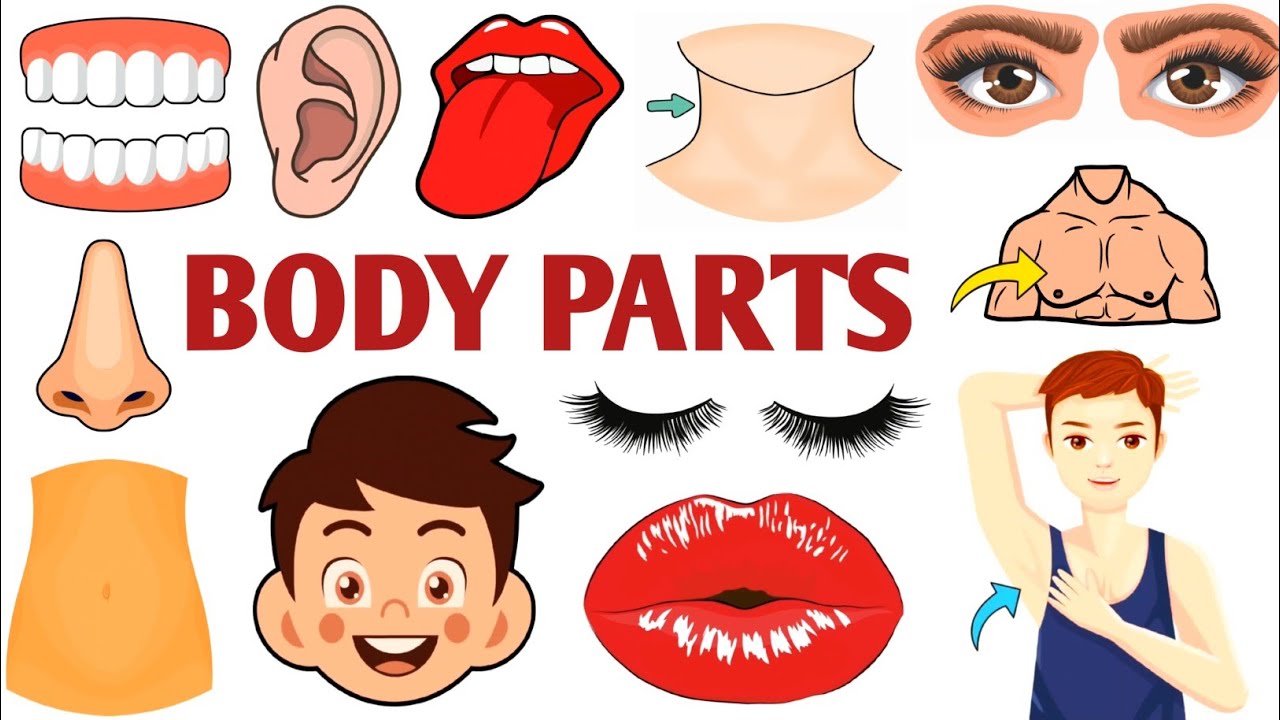 Parts of the Body | Parts of the Body for LKG Kids | Learn Body Parts & Sense Organs | #partsofbody 