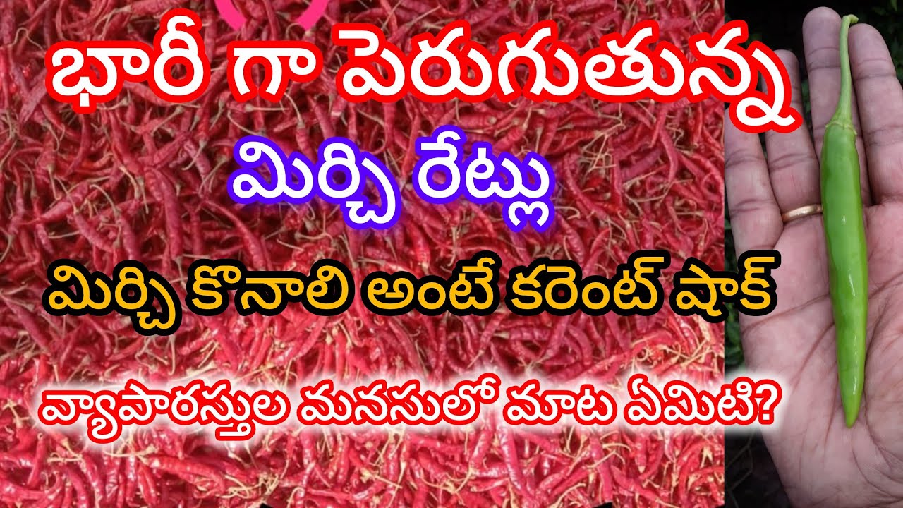 గుంటూరు మిర్చి మార్కెట్ రేట్లు ఏ విధంగా ఉండబోతున్నాయి.
