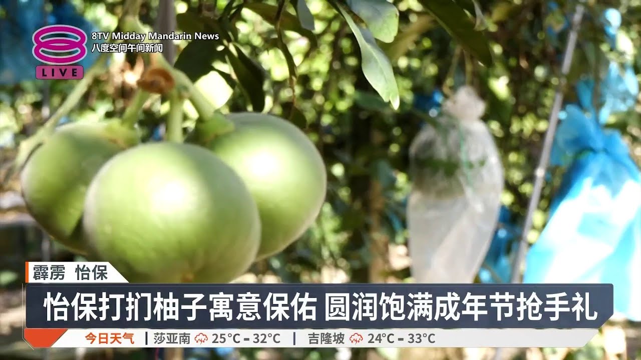 怡保柚子承载平安祝愿 酸甜果肉年节更显珍贵【2026.02.16 八度空间午间新闻】