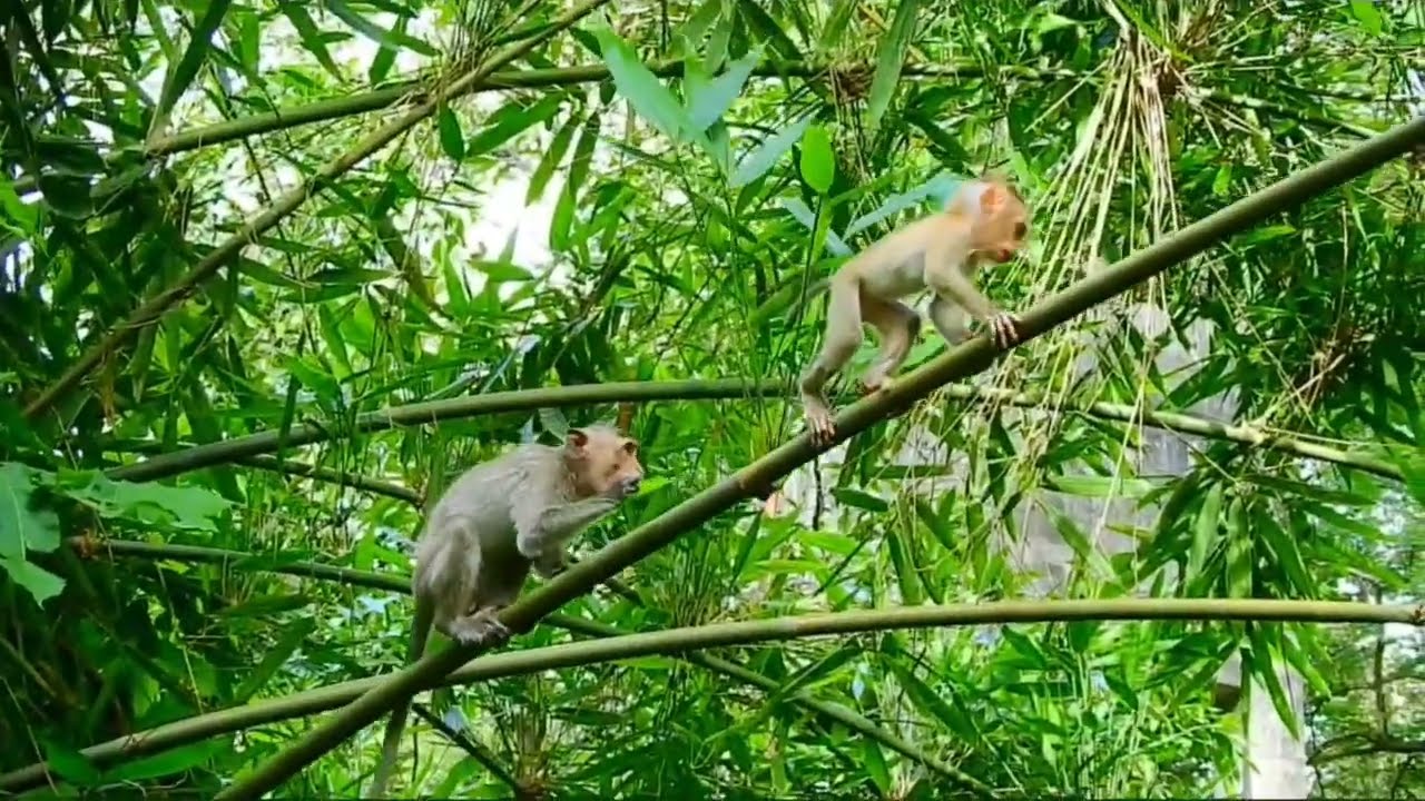 monyet kecil ikut ibunya ketempat yang sangat jauh