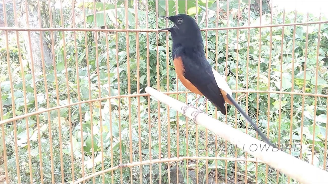 White Rumped Shama song bird sings