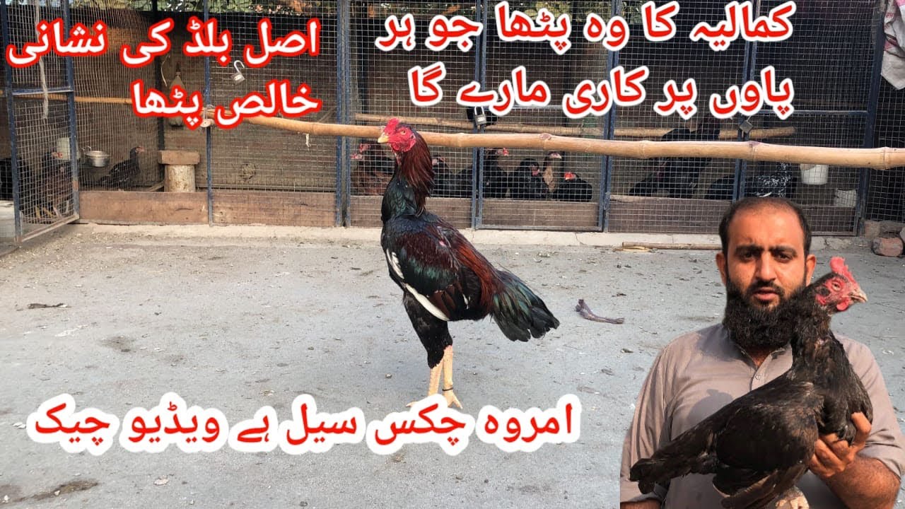 کمالیہ کا وہ پٹھا جو ہر پاوں کاری مارے گا میدان کے لئے تیاری شروع