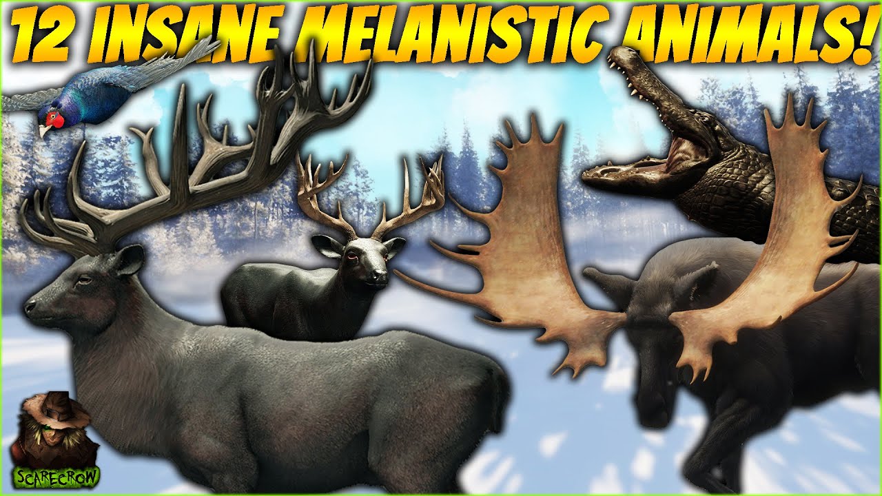 12 Hunts For GORGEOUS Melanistic Rares & Super Rares! Call of the wild Megavid