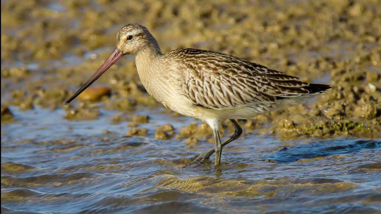 Limosa lapponica