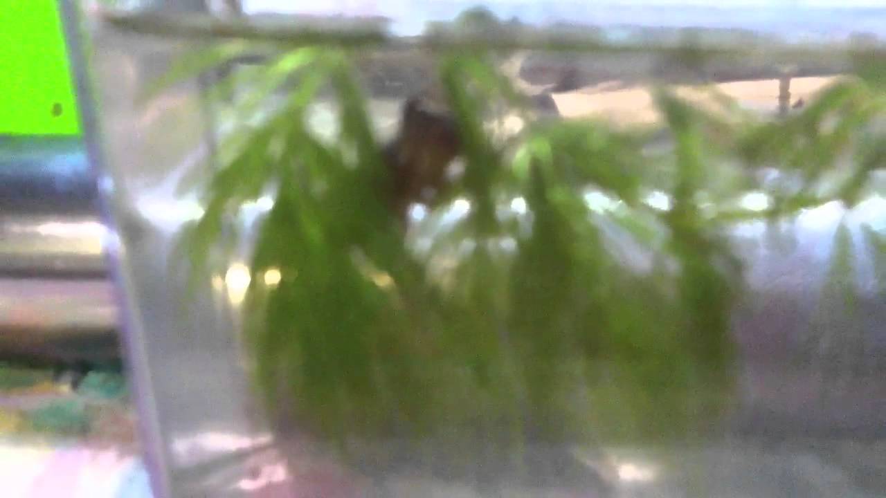 Furball677's invertebrate competition