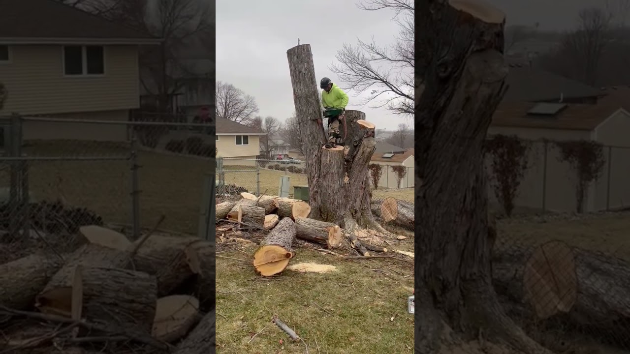 Cortando un árbol sin maquinaria 