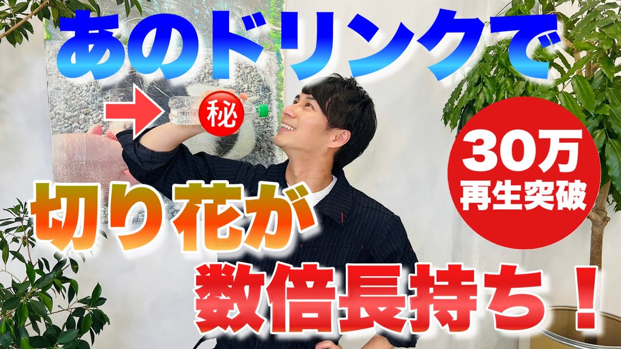 【保存版！】おうちで長く花を楽しみたい方はご覧ください【裏技】【切り花】【園芸】【ガーデニング】