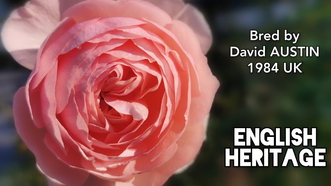 ENGLISH HERITAGE ROSE plant by David Austin 1984 UK バラ イングリッシュ ヘリテージ