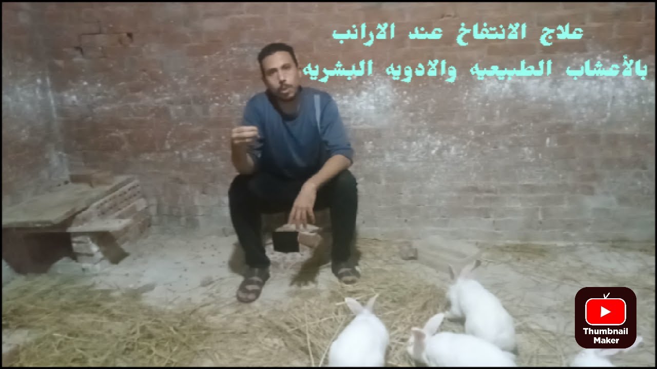 علاج الانتفاخ عند الارانب بالأعشاب الطبيعيه والادويه البشريه#سلسلة تربية الأرانب فى موسم الشتاء
