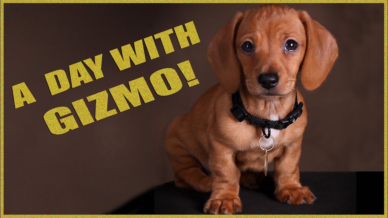 A Day With Gizmo!