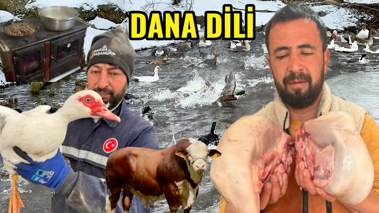 DANA DİLİ YİYORUZ !!! İLK DEFA B&Ouml;YLE ET YEDİK / DAĞLARA KAR YAĞDI / KARDA KOYUNLAR YAYLIMA GİDİYOR