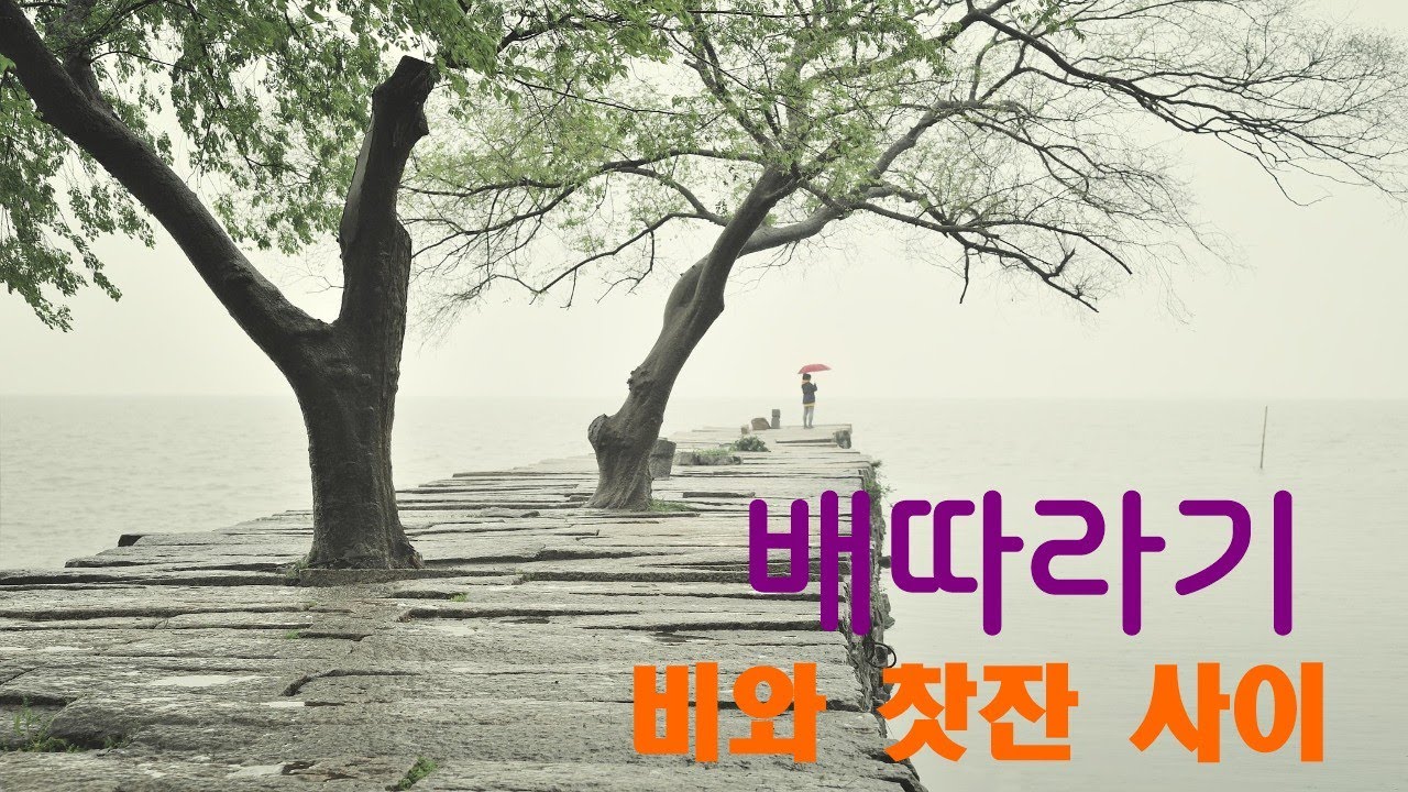 배따라기  비와 찻잔 사이