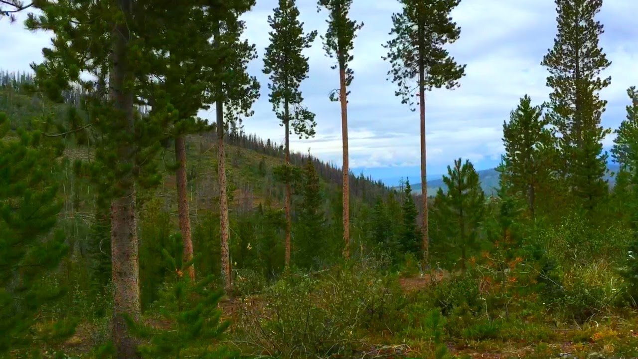 CALMING RELAXING DRIVE THROUGH the  PINE FOREST , Mountains
