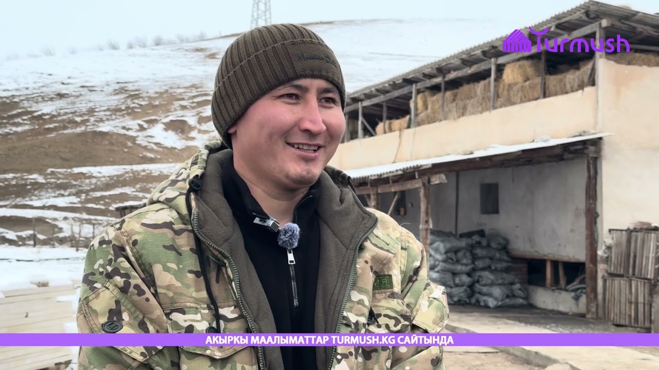 Урушса таарынган, мактаса күч алган тайгандар