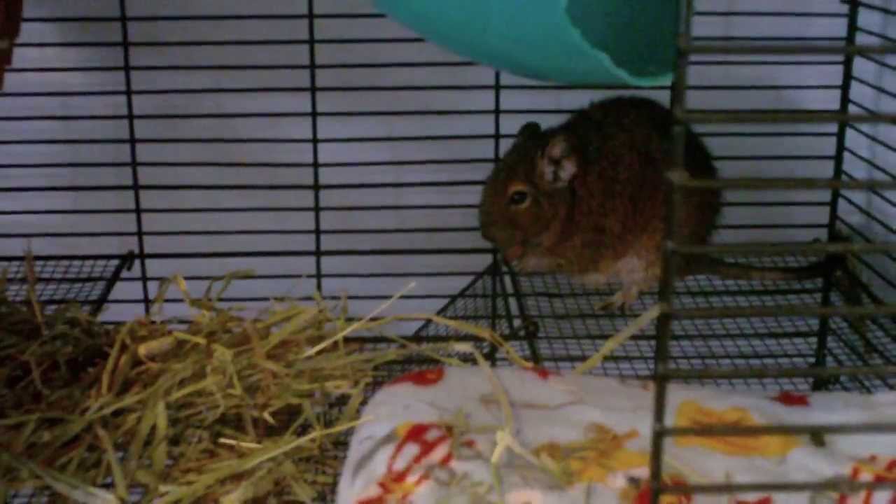 pros and cons of owning a degu (requested by mollcatjones)