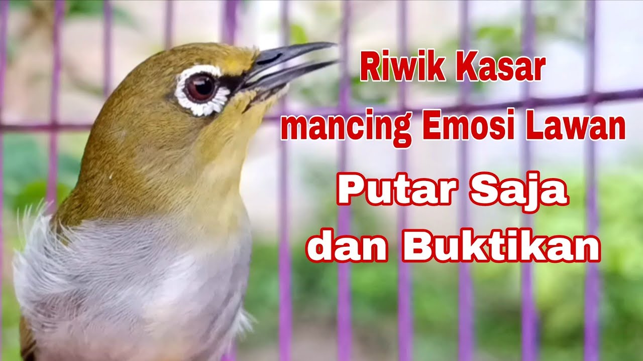 Pancingan Pleci Riwik Kasar Ampuh Untuk mancing Pleci Bahan