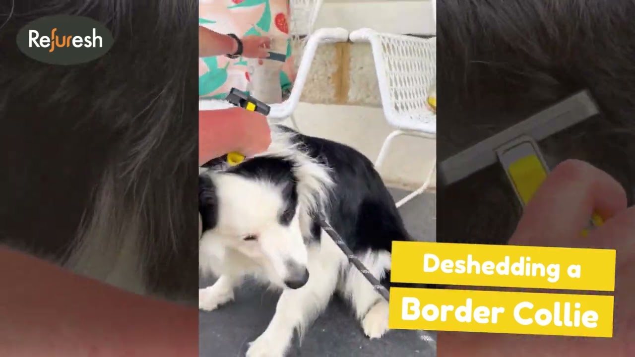 Deshedding a Border Collie with the Refuresh Brush and Say Goodbye to Shedding
