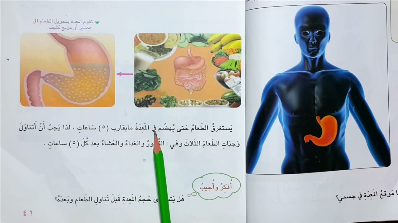 المعدة صفحة 40 الدرس الثالث الفصل الاول علوم الصف الثاني الابتدائي