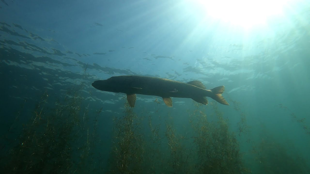 Tauchen im Goch Ness  bei Kleve in Deutschland 4K 60fps (Schwimmende Tauchbasis) (Hechte Barsche)