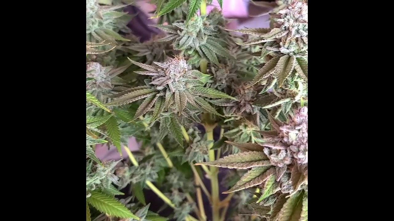 Pink Runtz