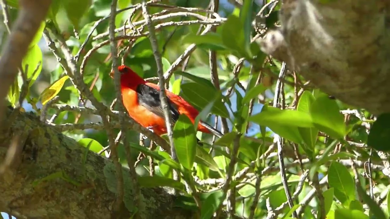 Birding Trip to Fort DeSoto Park -Migrating Birds