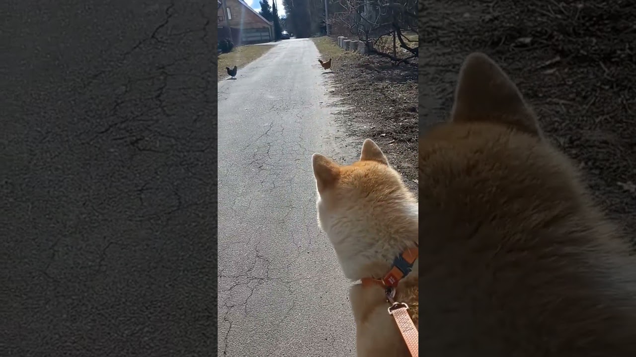 Фаро смотрел а от него все курицы разбежались