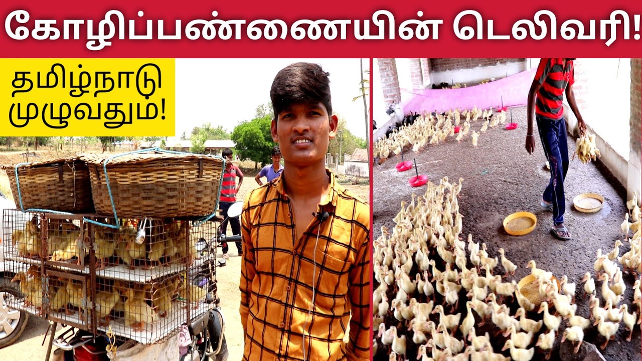 தமிழகம் முழுவதும்! கோழிப்பண்ணையின் டெலிவரி முறைகள் | Delivery Method of Poultry Farm