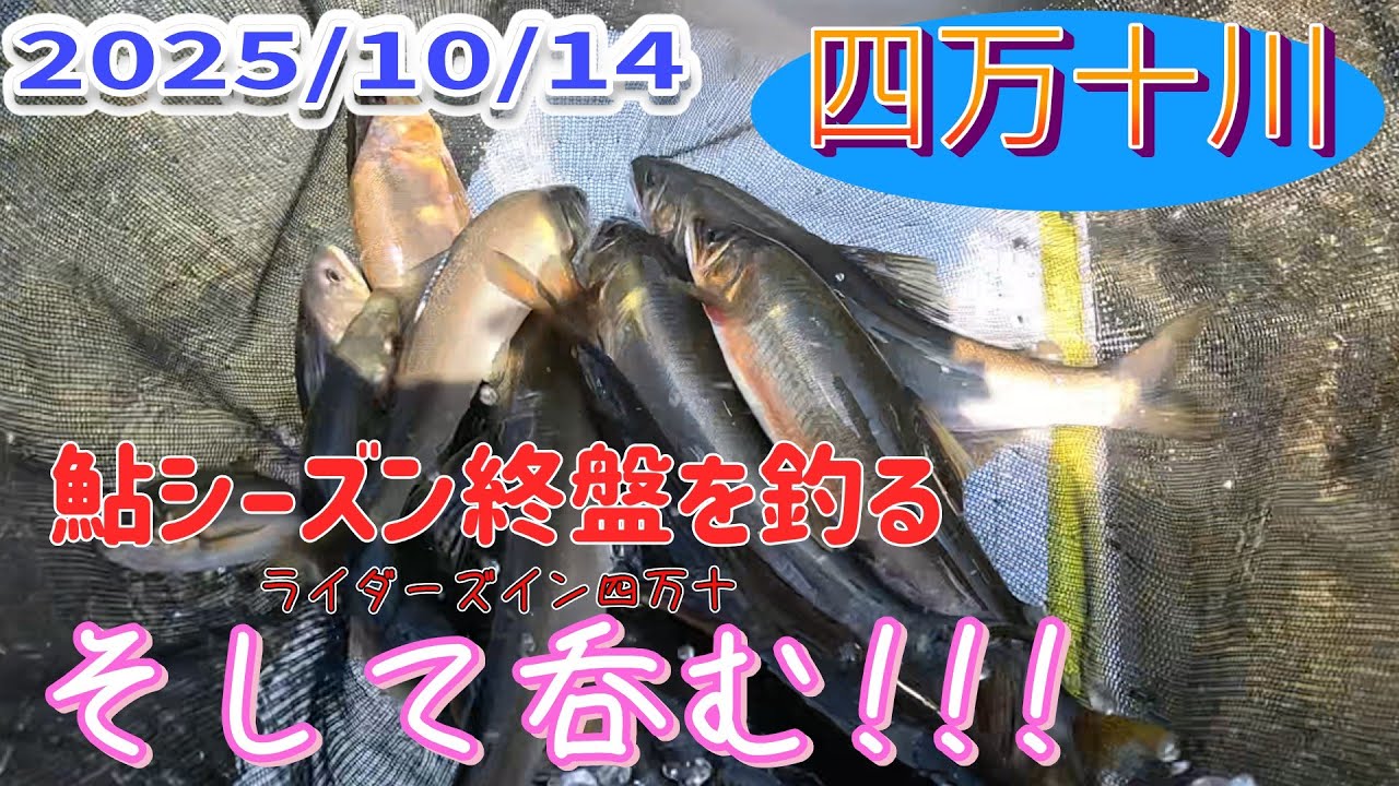10月14日の四万十鮎師、尺鮎は釣れたのか？