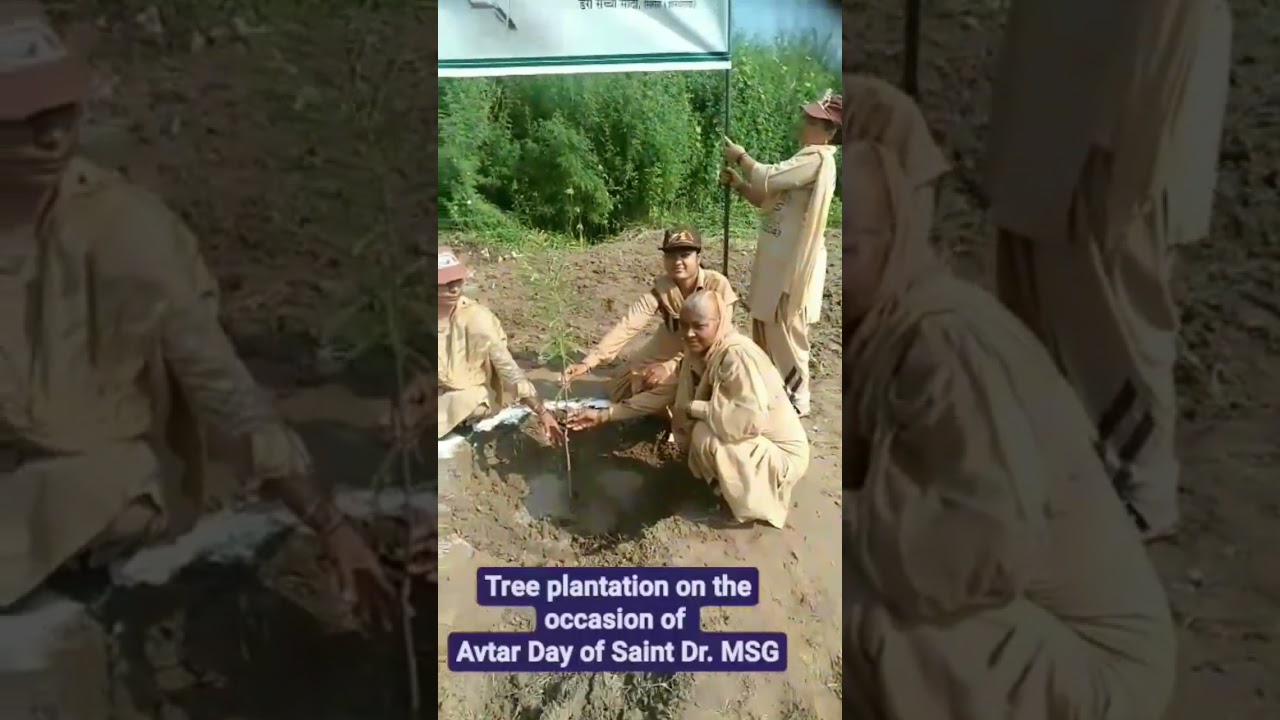 Tree plantation on the occasion of Incarnation Day of @SaintMSGInsan  #PlantATree