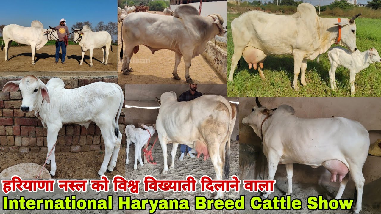 BIFA संस्था करा रही है International Haryana Breed Cattle Show💪 गौपालक हो जाएंगे मालोमाल💲सुनहरा अवसर