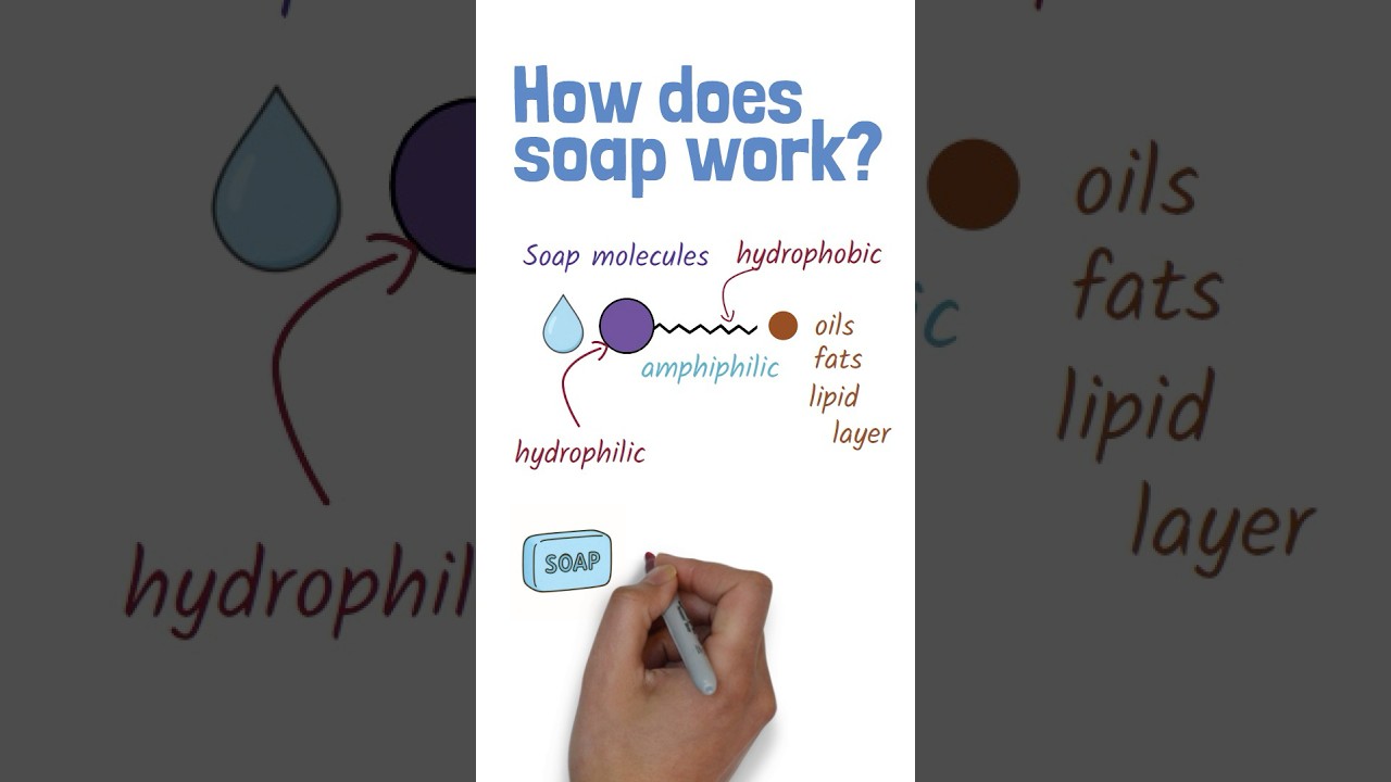 How does 🧼soap work? The science 🔬 behind clean hands. 🙌 💦✅