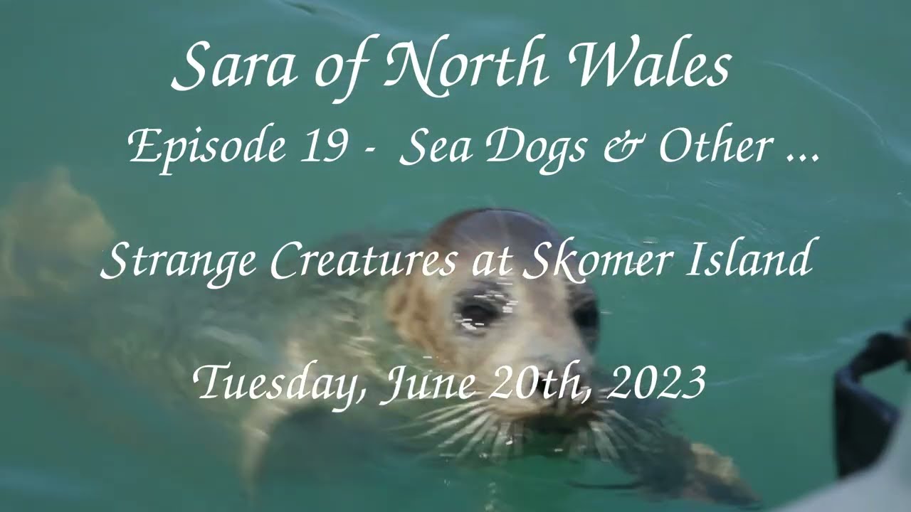 Sara of North Wales Episode19 - Sea Dogs at Skomer Island