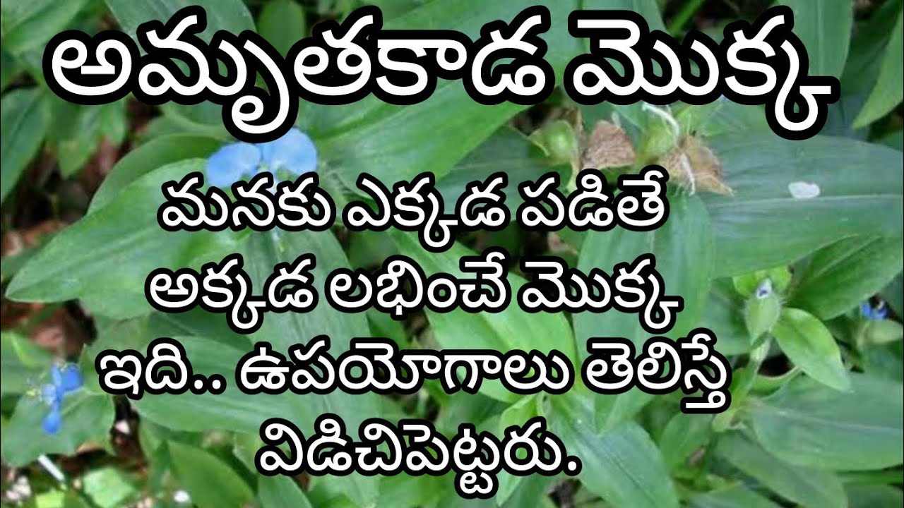 అమృత&zwnj;కాడ మొక్క : మ&zwnj;న&zwnj;కు ఎక్క&zwnj;డ ప&zwnj;డితే అక్క&zwnj;డ ల&zwnj;భించే మొక్క ఇది.. ఉప&zwnj;యోగాలు తెలిస్తే విడిచిపెట్ట&zwnj;రు..