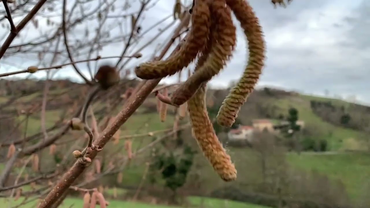 Bulletin allergo pollinique du 14 janvier 2026