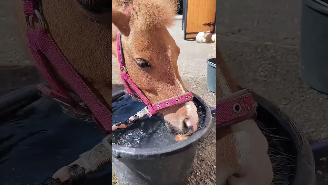 How They Trick Horse To Drink Water With Apple🤯 #shorts #facts #tamil