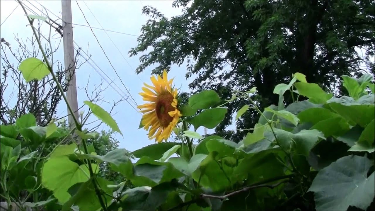 Mammoth Sunflowers. Watch them grow through the summer.