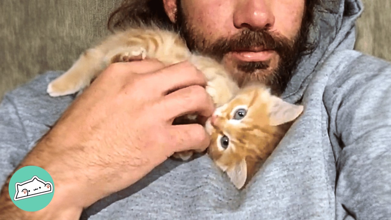 Man Didn't Want This Cat. Now They Bike And Hike Together | Cuddle Buddies