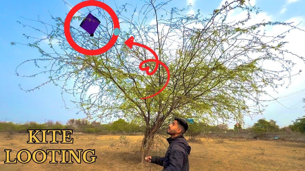 Bohot sari patange loot ki 🪁