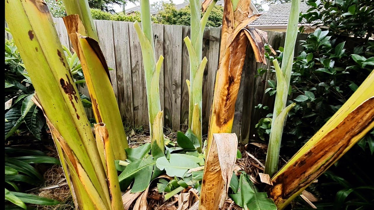 Banana Maintenance-Sucker Removal-Grooming-Mulching