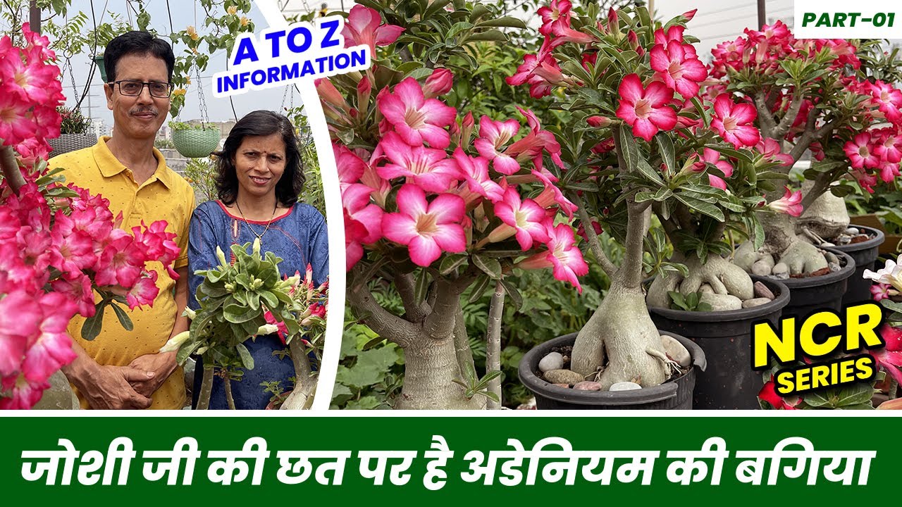 जोशी जी की छत पर है अडेनियम की बगिया 😍 😍 दिल गार्डन गार्डन हो जायेगा 😍 😍
