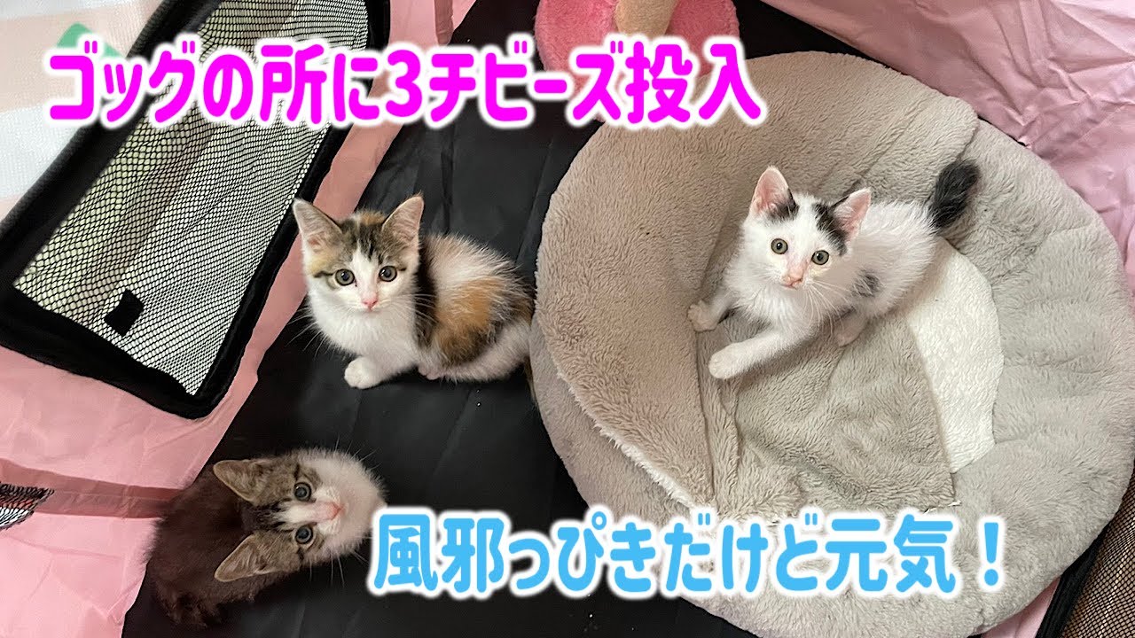 【子猫21匹空輸後の様子】先に保護した子猫がでかく見えるKita組