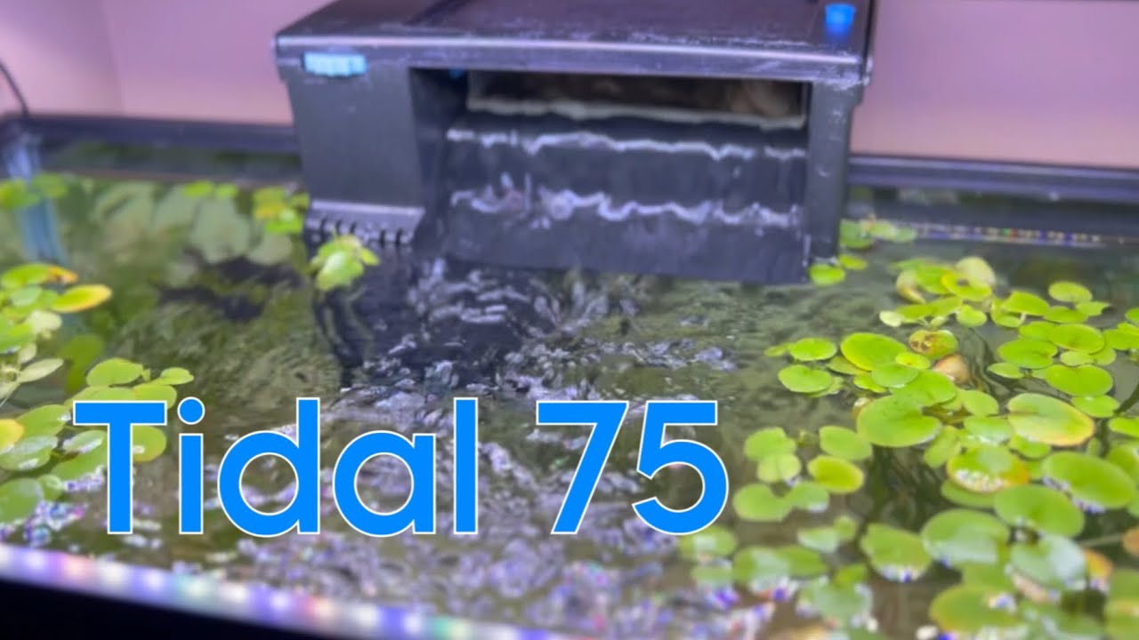 Cómo dar mantenimiento a un filtro de cascada | Tidal 75