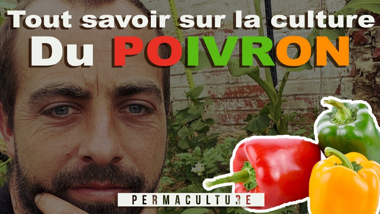 🫑🌶 Tout savoir sur la Culture du POIVRON 🌶 🫑