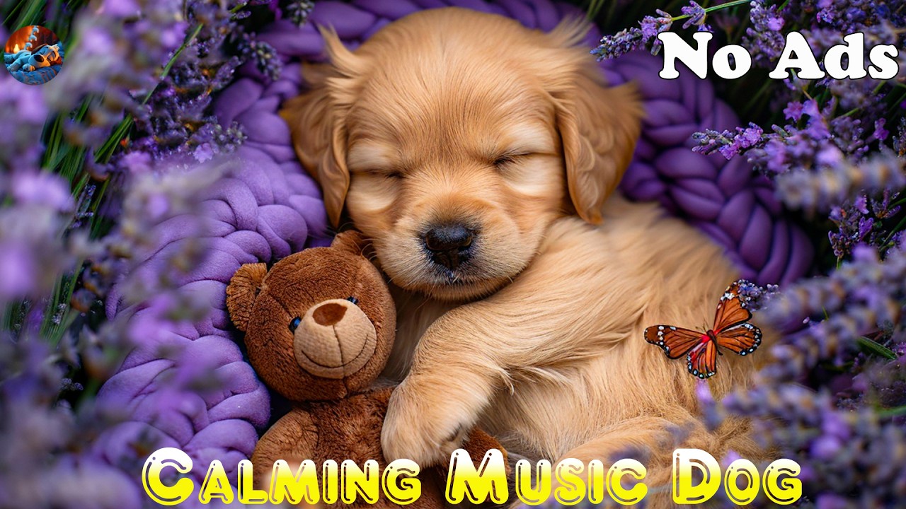 12h Relaxing Music 🐶Lullabies for Dogs to Sleep to 💖Dog Separation Anxiety Music 💤Calm Your Dog