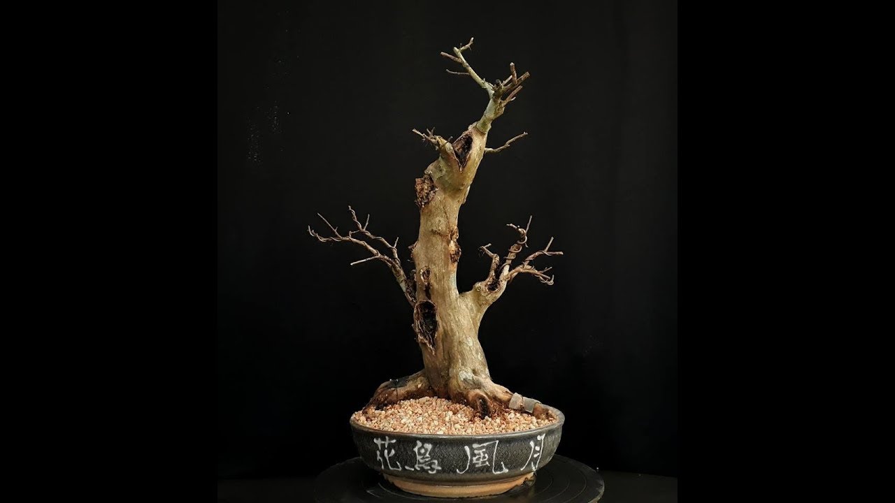 Resedá Técnica de Cultivo Como Bonsai - Parte 2