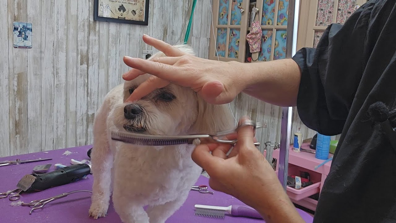 Watch me groom a Shihtzu-Bichon mix