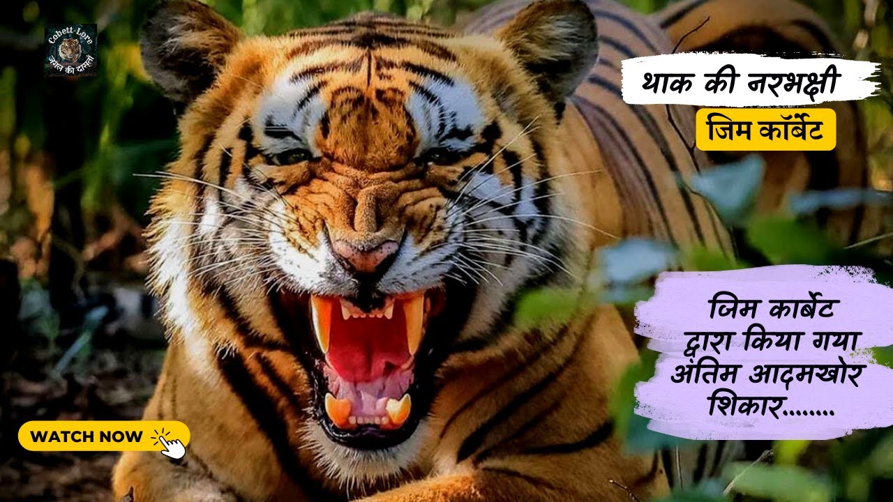 जिम कार्बेट द्वारा किया गया अंतिम आदमखोर शिकार | थाक की नरभक्षी #CorbettLore #JimCorbett #corbett