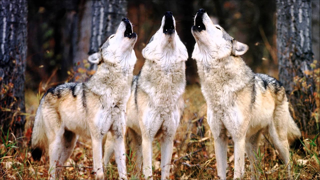 Zdot - Wolfpack [Instrumental] [Bugzy Malone - Zombie Riddim]