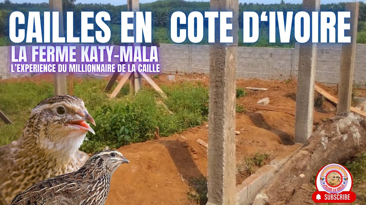 Modèle d'Elevage Commercial de Cailles en Cote d'Ivoire: Ferme Katy-Mala. #entrepreneur #agriculture